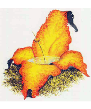 Chronolily Chronolily