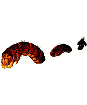 Drake, Lesser (Athas), Magma Drake, Lesser (Athas), Magma