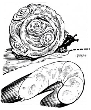 Animal, Household, Athasian: Renk and Ockn